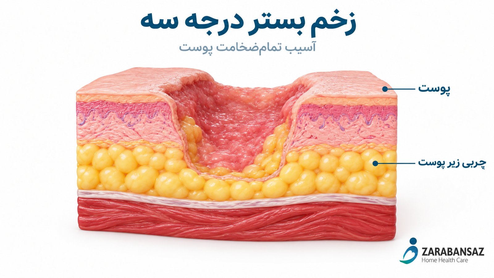 stage-three-anatomy