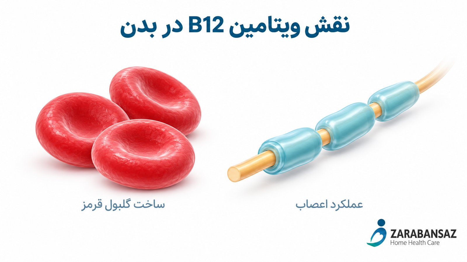 متن جایگزین: نمای شماتیک گلبول قرمز و رشته عصبی برای توضیح نقش ویتامین B12